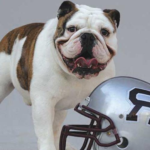 Live bulldog mascot Duke stands behind a football helmet